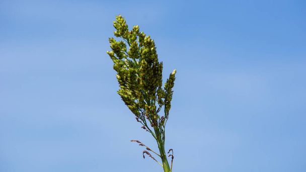 Sorghum bicolor (Cantel, gandrung, great millet, broomcorn, guinea corn). The grain finds use as human food, and for making liquor, animal feed, or bio-based ethanol. Sorghum grain is gluten free - Photo, Image