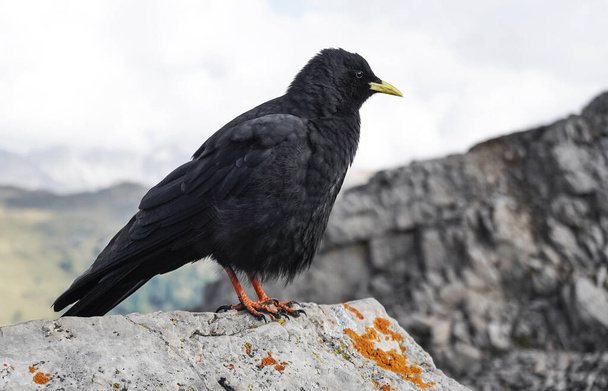 Alpine chough, Pyrrhocorax graculus, a black bird of the crow family, standing on a rock in the Dolomites, Italy - Photo, Image