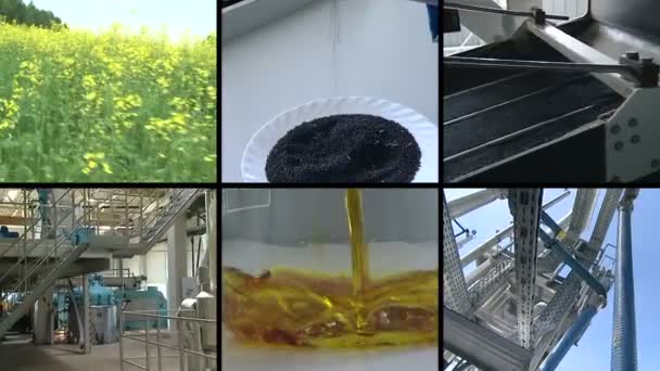 Florece la planta. Producción de biocombustibles de aceite de semilla de colza. Filmación collage
. - Imágenes, Vídeo