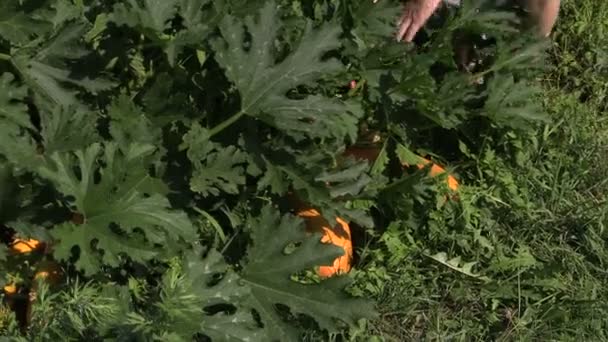 Hand pick rijp geel fruit courgette in dorp tuin. - Video