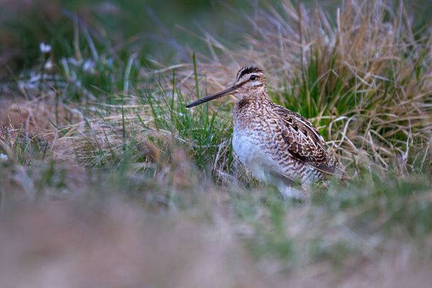 The common snipe (Gallinago gallinago) is a small, stocky wader native to the Old World. - Photo, Image