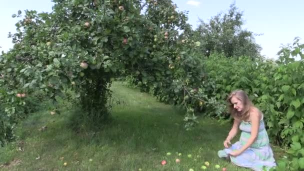 Zwangere vrouw verzamelen rijpe appel vruchten in tuin - Video