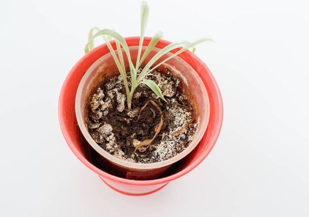 A houseplant is growing on moldy soil in a vibrant red flowerpot. - Photo, Image