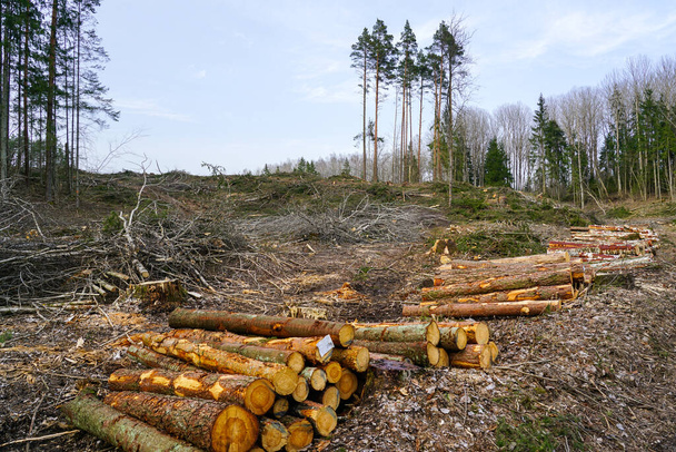 Ελαφρά δάση, σαφής κοπή, αποψίλωση των δασών που βλάπτει το φυσικό οικοσύστημα και συμβάλλει στην παγκόσμια κλιματική αλλαγή, δασοκομία - Φωτογραφία, εικόνα