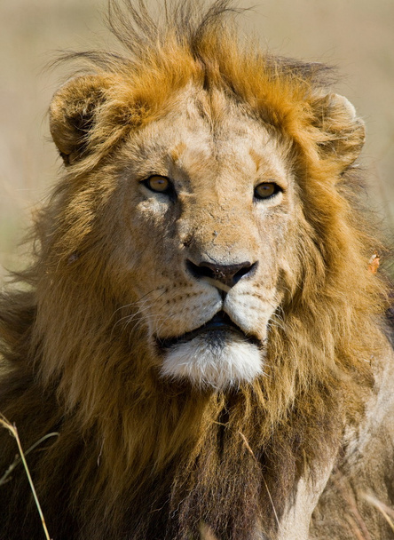 Retrato de um Leão Africano
 - Foto, Imagem
