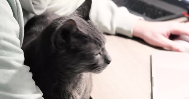 Die graue burmesische Katze sitzt auf dem Schoß seines Besitzers, während er am Computer programmiert. Stress mit Haustieren abbauen - Filmmaterial, Video