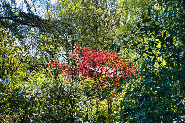 De red leaves of Acer palmatum (Japanese maple) light up in a lush garden with tall trees - Photo, Image