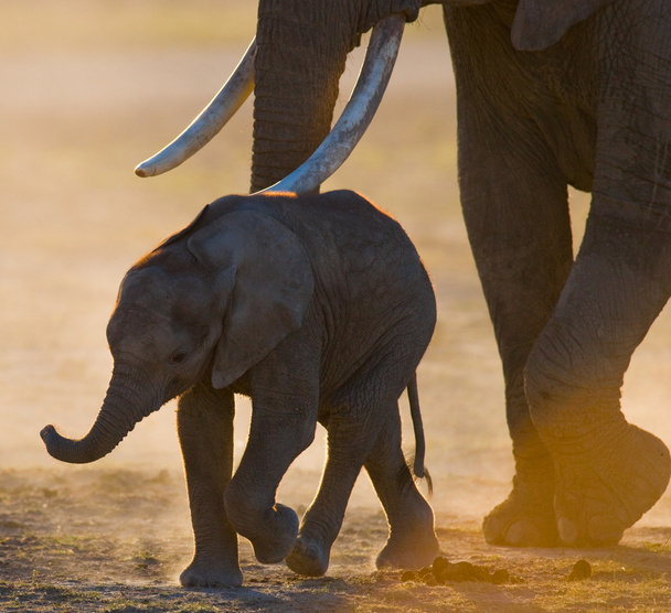 Mladý slon venku - Fotografie, Obrázek