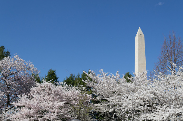 Cerezos junto al Washington Memorial
 - Foto, Imagen