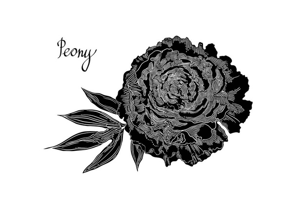 Big Black Peony Flower. Hand-drawn floral collection of festive decor. Vector illustration on a white background. - Vector, Image
