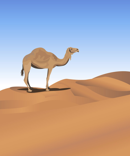 Camel in the Desert - Vector, Image