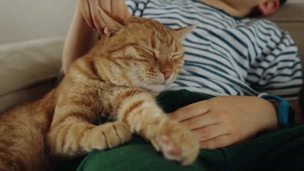 Pequeño chico caucásico acariciando lindo gato jengibre en el sofá en casa. Amistad con mascotas y apoyo - Metraje, vídeo