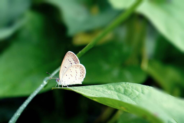 Skipper butterflies perch on morning flowers in the garden - Photo, Image