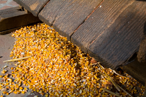 A lot of corn - Photo, Image