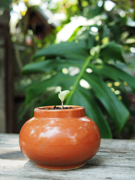 zoculcas mamifolia в карамельном горшке на столе с садовым фоном - Фото, изображение