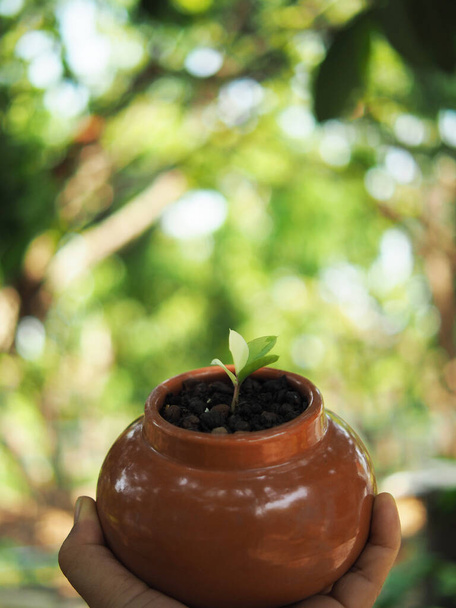 zamioculcas mamifolia σε καραμικό δοχείο στο τραπέζι με φόντο κήπο φύση - Φωτογραφία, εικόνα
