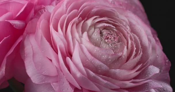 lähikuva kaunis vaaleanpunainen pyörivä ruusuja vesipisaroita makro mustalla pohjalla. Persian leinikki tai Ranunculus kukat - Materiaali, video