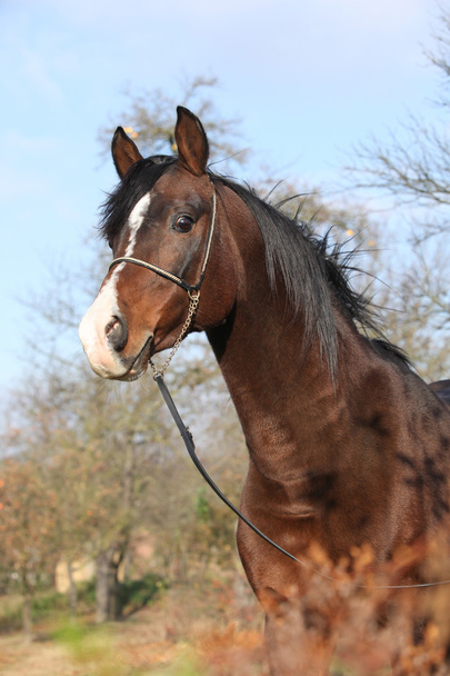 Belo cavalo árabe marrom com show halter
 - Foto, Imagem