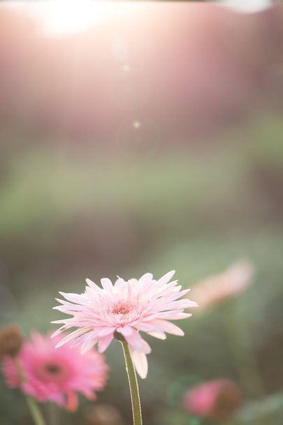 Spring pink flower  - Foto, Imagen