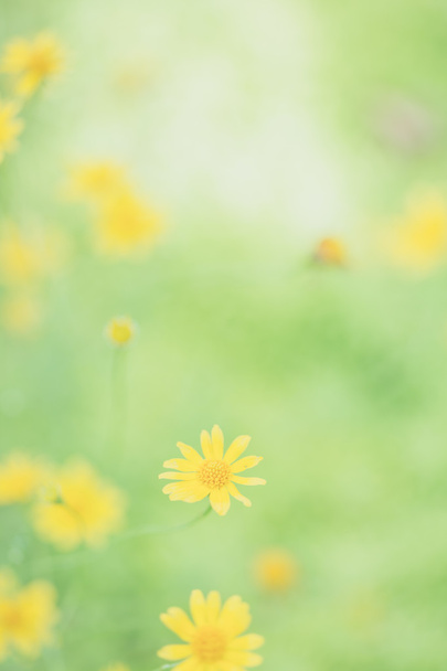 Malá žlutá hvězda květina v měkké zaměření - Fotografie, Obrázek