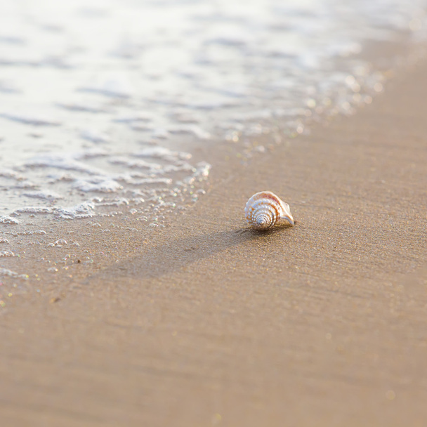 Sea foam and shell on sand - Фото, зображення