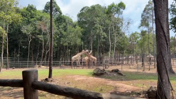 Žirafy v zoo. žirafy v safari parku ZOO.  - Záběry, video