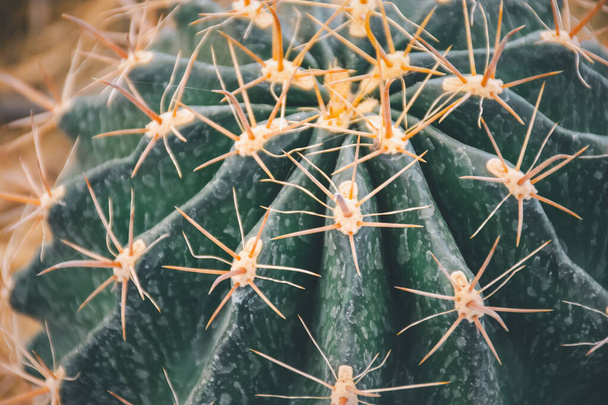 Cactus (Gymno, Gymnocalycium) en Cactus bloemen in cactus tuin vele maten en kleuren populair gebruik voor decoratieve in huis of bloemenwinkel - Foto, afbeelding