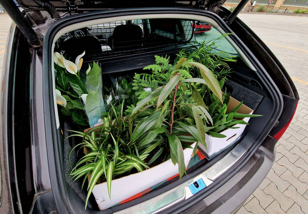ένα πορτ-μπαγκάζ γεμάτο φυτά που οι σύζυγοι αγοράζουν για το εσωτερικό ως διακόσμηση. σε κουτιά στο χώρο στάθμευσης του οχήματος οικογενειακής στάσης - Φωτογραφία, εικόνα