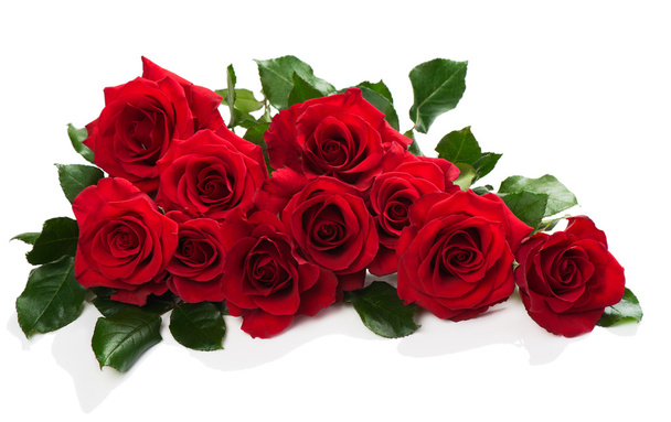 Red roses with green leaves   - Photo, image