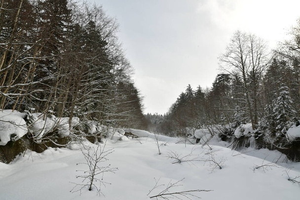 hiver forêt hokkaido japon avec neige ski de randonnée top. Photo de haute qualité - Photo, image