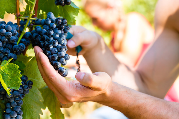 viticoltore vendemmia uva da vino
  - Foto, immagini