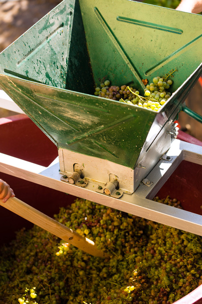 máquina de cosecha de uva o exprimidor en el trabajo
 - Foto, Imagen