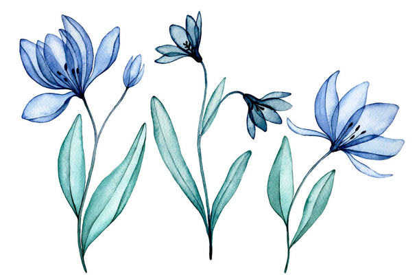 átlátszó virágok, akvarell rajz. kék vadvirágok, röntgen - Fotó, kép