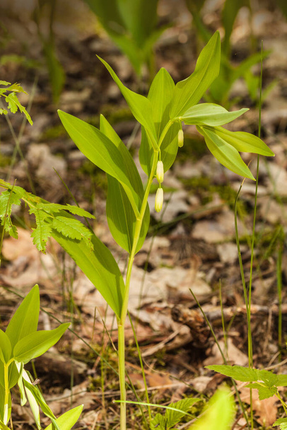 Ανθισμένη φώκια του Σολομώντα Polygonatum odoratum στο δάσος σε μια ηλιόλουστη μέρα - Φωτογραφία, εικόνα
