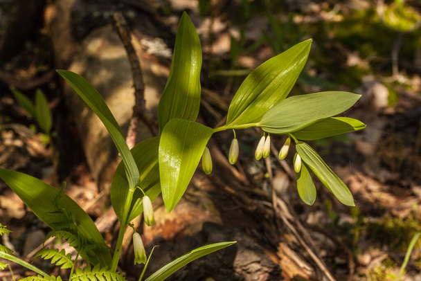 Blühende Salomonrobbe Polygonatum odoratum im Wald an einem sonnigen Tag - Foto, Bild