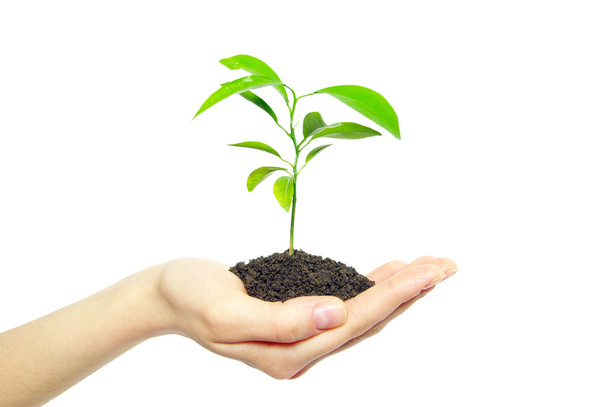 Plant in hands - Photo, image