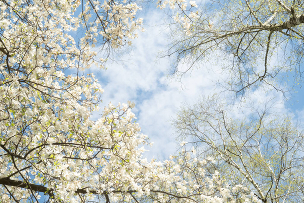 Blauwe lucht en witte wolken omlijst door groene bomen. Canopy van de kronen van bomen. Jonge berkenbladeren en witte magnolia bloemen, uitzicht van onder naar boven.  - Foto, afbeelding