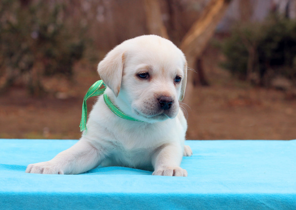 mavi bir arka plan üzerinde bir labrador köpek yavrusu - Fotoğraf, Görsel
