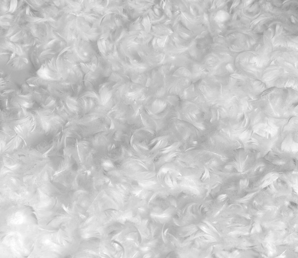 Down feather background - Photo, Image