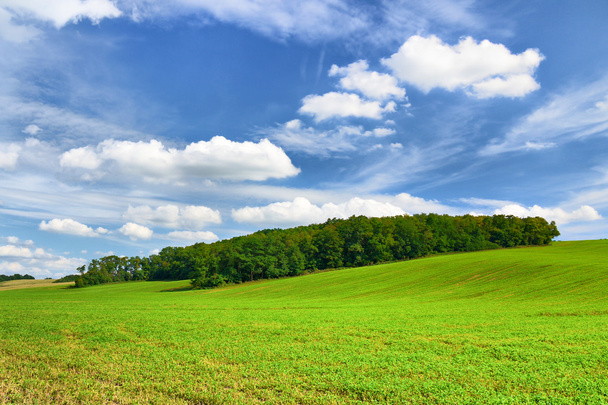 Bos en blauwe lucht - Foto, afbeelding