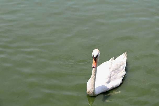 Zblízka bílá labuť je roztomilý v řece - Fotografie, Obrázek