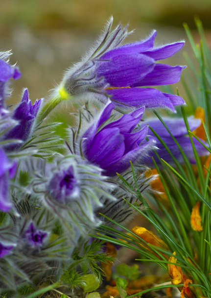 Flowers of the Windflower or Pulsatilla Patens.First spring blooming flower, purple plant macro, dream grass	 - Photo, Image