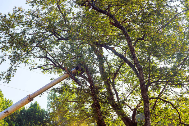 木から枝を切るために望遠鏡のトリミングブレードソーを使用するルンバージャック. - 写真・画像