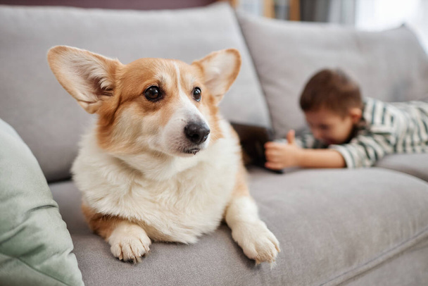 Closeup portrait of cute corgi sitting on sofa at home with little boy using tablet in background, copy space - Photo, Image