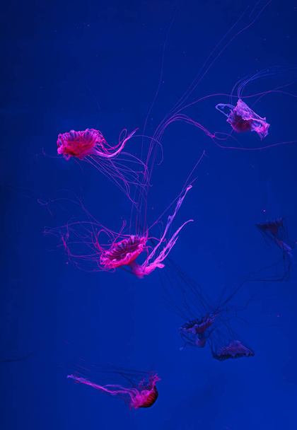 подводные фотографии медузы chrysaora pacifica jellyfish японской морской крапивы крупным планом - Фото, изображение