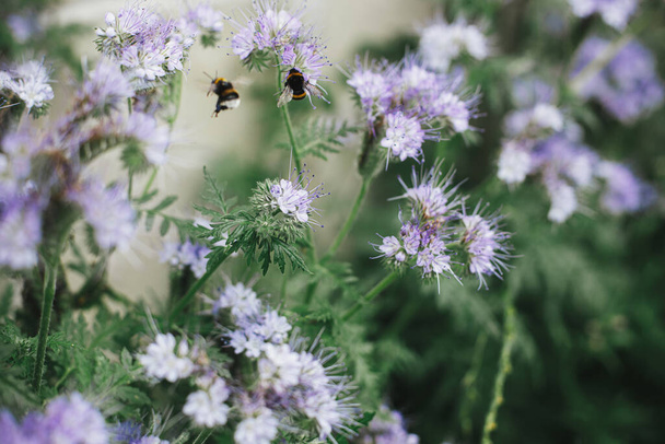 Mézméhek és poszméhek beporzása és Phacelia felé repülése. Phacelia virágzik az angol ház kertjében. Homestead életstílus. Virágos tapéta - Fotó, kép