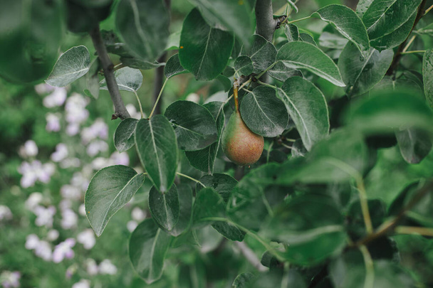 Αχλάδι φρούτων σε κλαδί closeup με πράσινα φύλλα στον βιολογικό κήπο. Ο τρόπος ζωής του σπιτιού. Ταπετσαρία κηπουρικής - Φωτογραφία, εικόνα