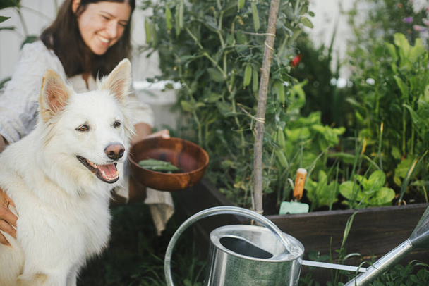 Жінка і її милий собака разом збирають пост-горіх з піднятого садового ліжка. Збирання овочів з домашнім улюбленцем у міському органічному саду. Сімейний спосіб життя - Фото, зображення
