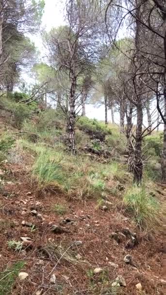 Chèvre dans la forêt près du village de Mijas, Andalousie, Malaga, Espagne - Séquence, vidéo