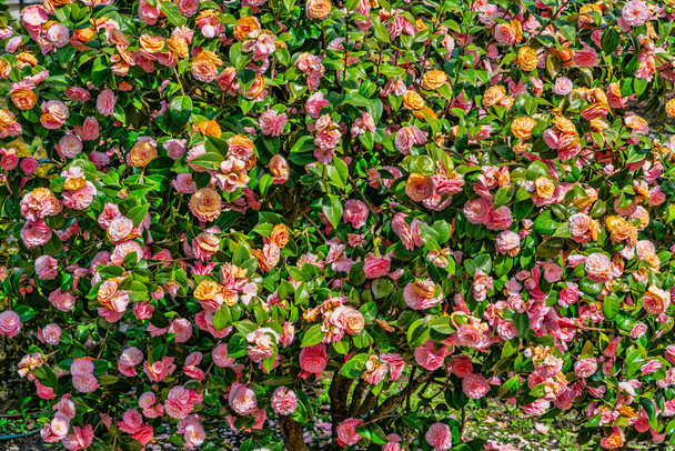 Ένα backgroun πλάνο από λουλούδια Camellia στο Seatac, Ουάσιγκτον. - Φωτογραφία, εικόνα